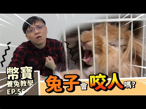 兔子生氣不理人 馬自